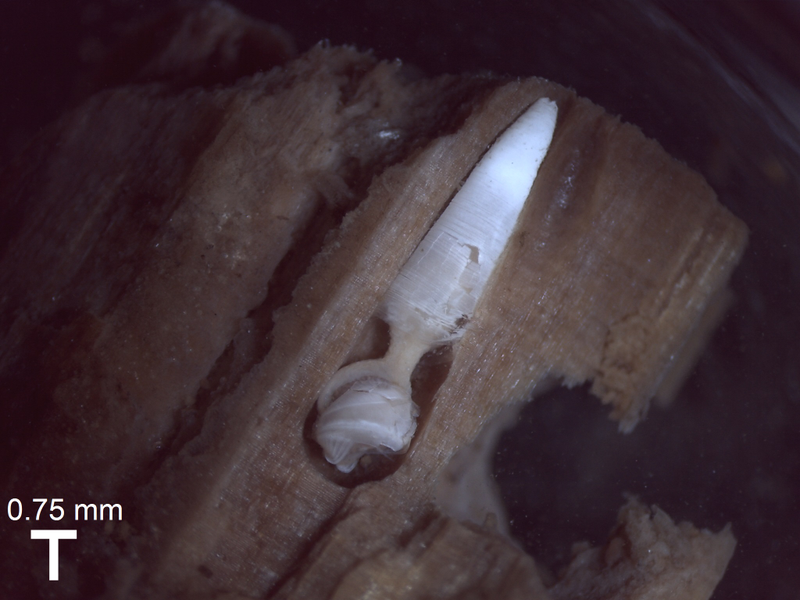 A wood-boring clam inside a piece of wood